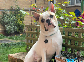 Beautiful boy, French bulldog description