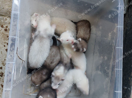 Mixed litter