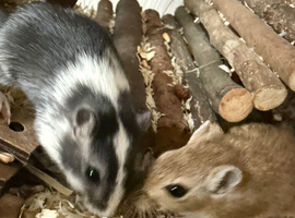 2 Female Gerbils