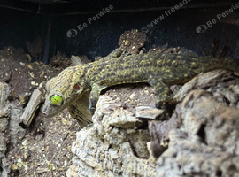 Smiths Green Eyed Gecko