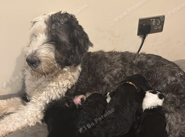 Beautiful sheepadoodle puppies