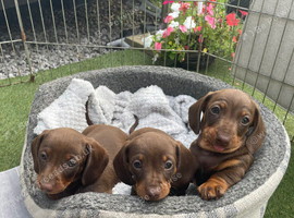 Chocolate and tan miniature dachshund