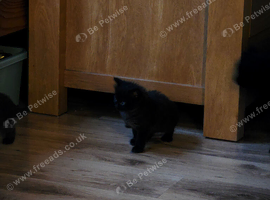 Kittens