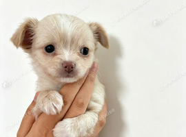 XXS Chihuahua Puppys for sale