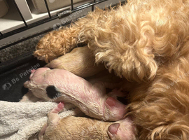 4 Stunning cockapoo puppies