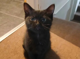1 male kitten for sale
