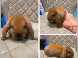 Mini lop