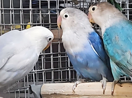 Stunning Lovebirds available