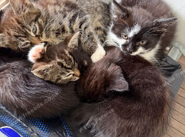 Lovely litter of kittens