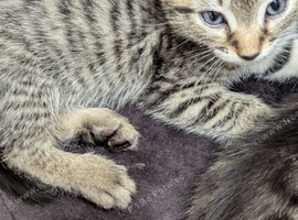Silver tabby kittens &pound;50
