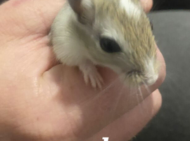 2 boys 8 weeks old gerbils
