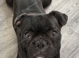 French bulldog- sable