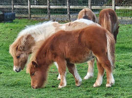 Chestnut Mushroom Mini Shetland Colt