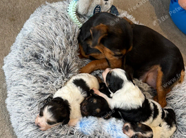 Stunning Health tested f1 jackapoo puppies