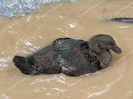 Cayuga Drake