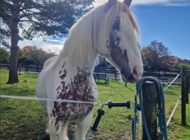 15.1hh Gelding Cob