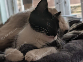 Looking for a Loving Home