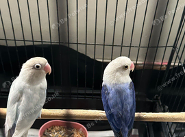 Hi for sale my lovebirds pairs very healthy and active