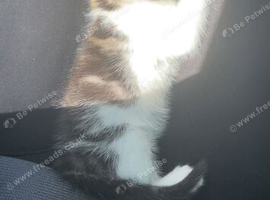 Kitten