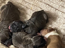 American bully pups
