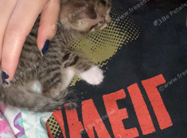 7 week boy kitten ready for pick up next friday
