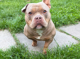 Micro bully