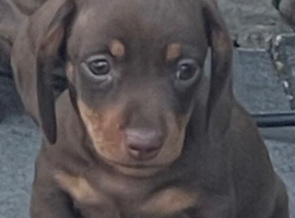 Miniature mini dachshund