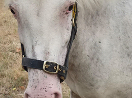( REDUCED ) 8YR OLD APOLOOSA MARE FOR COMPANION / BREEDING