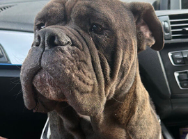 3 years old English bull dog cane  corso mix
