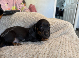 Black and Tan Miniature dachshund Puppy