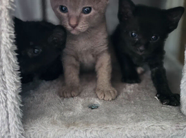Stunning fluffy Sphynx kittens