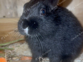 baby bunnies looking for home!