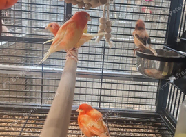 Stunning mix Canary available