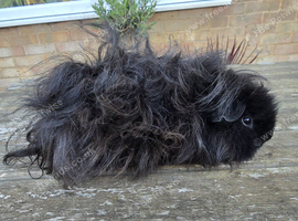 Pure Bred Lunkarya Boar