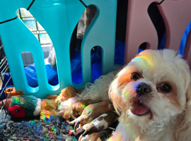 Stunning shihtzu puppies 5 girls &pound;995