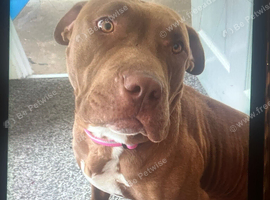 American Pitt bull