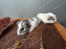 Baby guinea pigs pairs