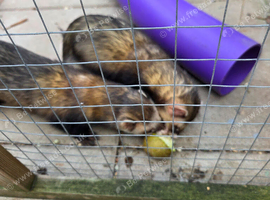 2 pet ferrets with cage and run
