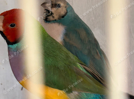 9 gouldians mixed sex