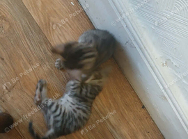5 lovely Bengal  kittens  4 boys