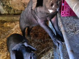 Pedigree large black gilts