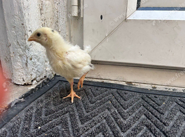 1x young chicken chick