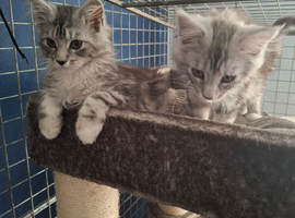 Male kittens ready to leave shortly