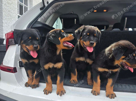Rottweiler&rsquo;s German pups