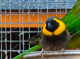 Adult Cuban finch cock for sale