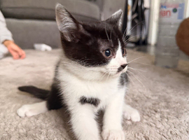 British shorthair mixed