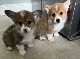 Welsh Pembrokeshire corgi pups