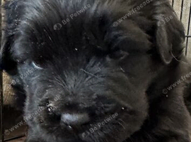 Chow x spaniel