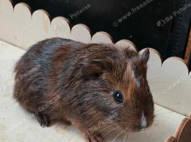 Cute boy guinea pig
