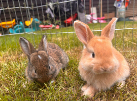 5 beautiful French lop x mini lop